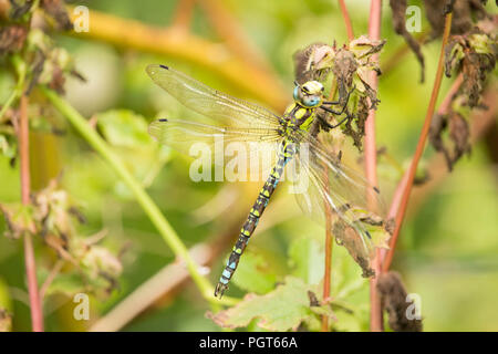 Natur - Faszinierende Insekten Raubtiere. Eine einzelne Dragonfly vereinbaren auf Garten Laub. Stockfoto