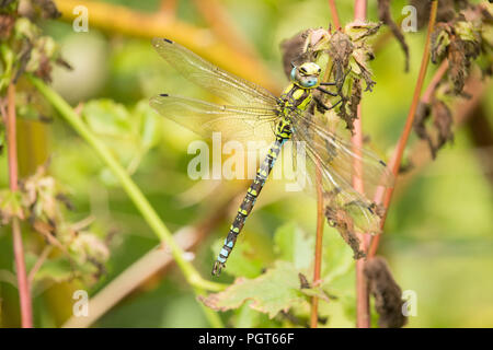 Natur - Faszinierende Insekten Raubtiere. Eine einzelne Dragonfly vereinbaren auf Garten Laub. Stockfoto