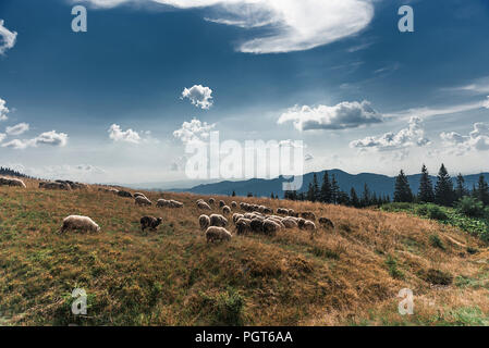 Eine Herde Schafe auf einer Weide in den Karpaten. Stockfoto