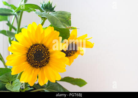 Sitzgelegenheiten, weiches Licht helle, leuchtende gelbe Sonnenblume Blüte mit Bud und eine zweite Blossom Soft Focus, grünen Blättern und weißen Hintergrund Stockfoto