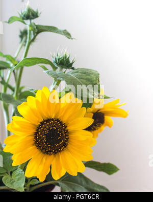 Sitzgelegenheiten, weiches Licht helle, leuchtende gelbe Sonnenblume Blüte mit Bud und eine zweite Blossom Soft Focus, weißer Hintergrund, vertikal Stockfoto