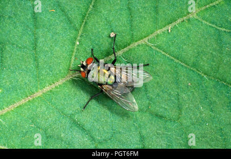 NAHE AUFNAHME EINES SCHWEINEFLIEGES (LUCILIA SSERICATA) AUF GRÜNEM BLATT. Stockfoto