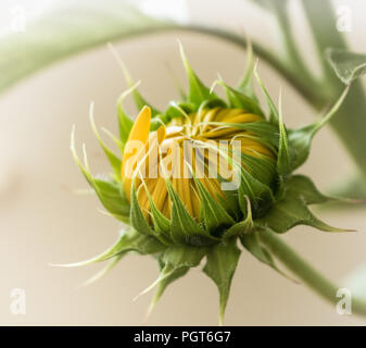 Innen weiches Licht helle, leuchtende gelbe Sonnenblumen bud auf einem grünen stemabout zu blühen, warmen weissen Hintergrund Stockfoto