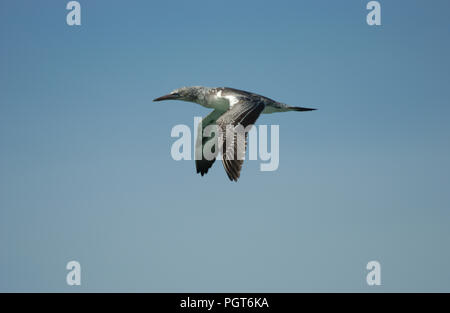 Australasian Gannet (Morus serrator), auch als australische Gannett und Tākapu, im Flug über den Ozean" bekannt. Western Australia Stockfoto