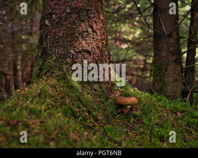 Moosigen Boden und einen kleinen braunen Pilz vor einem Sonnenbeschienenen Baum im Wald Stockfoto