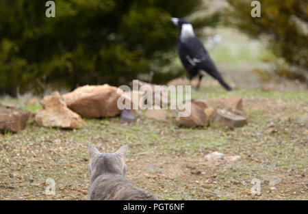 Hauskatze stalking eine Australische magpie, Perth, Western Australia Stockfoto