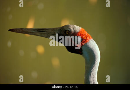 Kopf GESCHOSSEN VON EINEM BROLGA (ATIGONE RUBICUNDA) AUCH ALS DIE EINHEIMISCHEN BEGLEITER ODER AUSTRALISCHE KRAN, Kakadu National Park, Northern Territory, Australien. Stockfoto