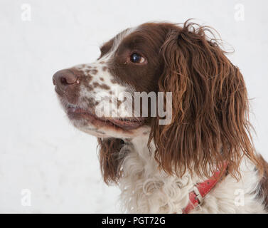 Kopfaufnahme von springer Spaniel, aufgenommen im Studio mit weißem Hintergrund Stockfoto