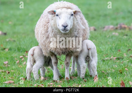 Zwei neugeborene Lämmer, die zusammen von Mama im riseholme lincoln england füttern Stockfoto