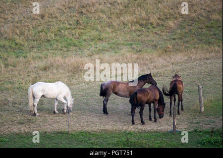 Weide in Dolina Dolnej Wisly (Untere Weichsel Tal) in Großpolen, Polen. 23. August 2018 © wojciech Strozyk/Alamy Stock Foto Stockfoto