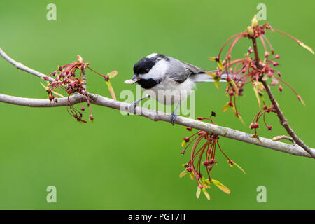 Carolina Chickadee auf einem Zweig der Frühling Blumen mit Nahrung im Schnabel Stockfoto