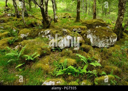 Moos bedeckt Felsen in Birke Wald am Fuße des Ben Nevis Berg an Steall Schlucht schottischen Highlands Schottland Großbritannien Stockfoto