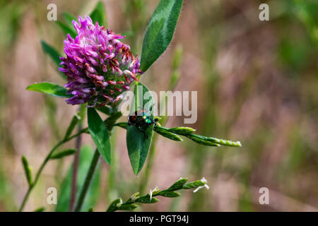 Irisierende grün japanische Käfer sitzt auf einem Blatt einer Pflanze Rotklee in einem Feld. Stockfoto