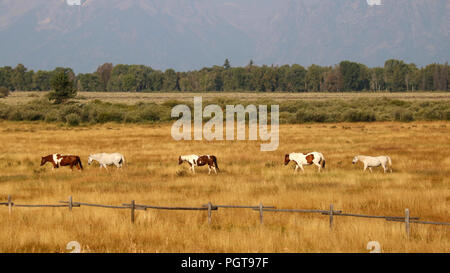 Ranch Pferde wandern im Tal im Jackson Hole, Grand Teton National Park Stockfoto