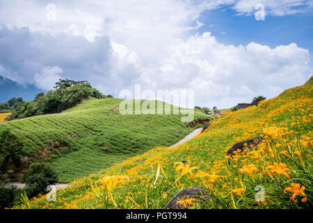 Die Orange daylily (Tawny daylily) flower Farm 60 Rock Mountain (Liushidan Berg) mit blauem Himmel und Wolken, Fuli, Hualien, Taiwan Stockfoto