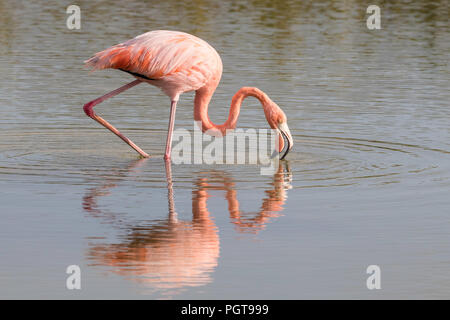 Mehr Flamingo, Phoenicopterus ruber, Nahrungssuche in Salzwasser Lagune, Insel Floreana, Galapagos, Ecuador. Stockfoto