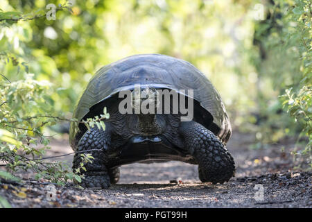 Wilden Galapagos Riesenschildkröte, Geochelone elephantopus, mit Touristen, die Insel Isabela, Galapagos, Ecuador. Stockfoto