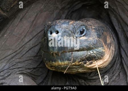 Wild Galápagos-Riesenschildkröten, Geochelone elephantopus, Gesicht Detail auf der Insel Santa Cruz, Galápagos. Stockfoto