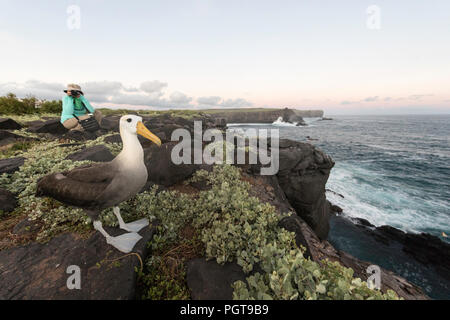 Albatros, Phoebastria irrorata winkte, mit Fotograf auf Punta Suarez, Isla Española, Galapagos, Ecuador. Stockfoto