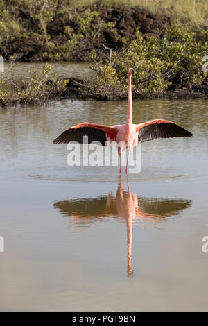 Mehr Flamingo, Phoenicopterus ruber, in Salzwasser Lagune, Insel Floreana, Galapagos, Ecuador. Stockfoto