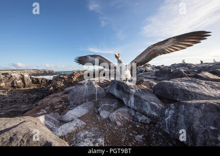 Juvenile Nazca Tölpel, Sula Granti, Stretching seine Flügel in Punta Suarez, Isla Española, Galapagos, Ecuador. Stockfoto