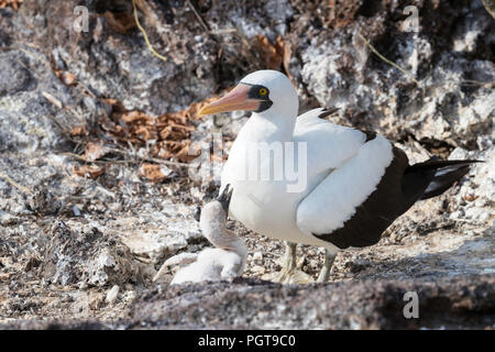 Nach Nazca Tölpel, Sula Granti, mit Küken auf Genovesa Island, Galapagos, Ecuador. Stockfoto