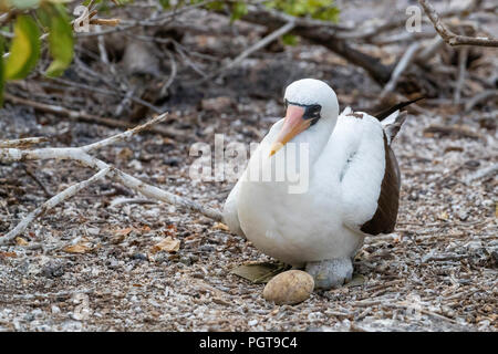 Nach Nazca Tölpel, Sula Granti, mit Eier und Küken auf Isla Genovesa, Galapagos, Ecuador. Stockfoto