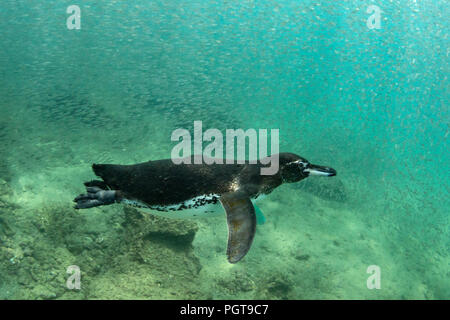 GalÃ¡pagos Penguin, Spheniscus mendiculus, Schwimmen unter Wasser bei Bartolome Insel, Galapagos Ecuador. Stockfoto