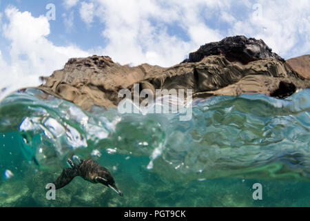 Galápagos Penguin, Spheniscus mendiculus, Schwimmen unter Wasser an Bartolomé Insel, Galapagos, Ecuador. Stockfoto