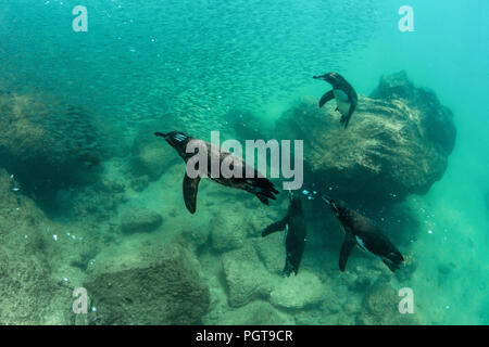 GalÃ¡pagos Penguin, Spheniscus mendiculus, Schwimmen unter Wasser bei Bartolome Insel, Galapagos, Ecuador. Stockfoto
