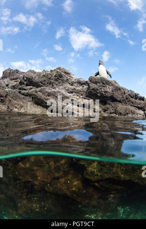 Galápagos Penguin, Spheniscus mendiculus, halb über und halb unter Wasser bei Sombrero Chino, Galapagos, Ecuador. Stockfoto