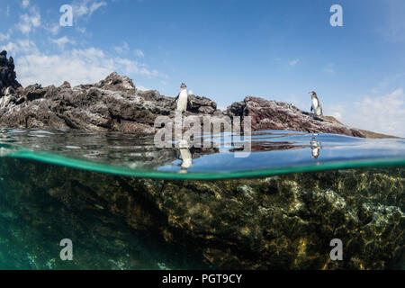 Galapagos Pinguine Spheniscus mendiculus, halb über und halb unter Wasser bei Sombrero Chino, Galapagos, Ecuador. Stockfoto