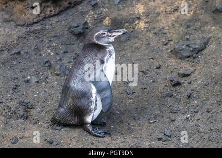 Ein erwachsener Galápagos Penguin, Spheniscus mendiculus, ruht in Tagus Cove, die Insel Isabela, Galapagos, Ecuador. Stockfoto