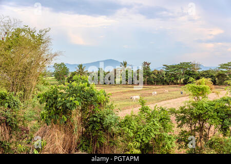 Ackerland bei der Khorat-Hochebene nach der Ernte, Thailand Stockfoto