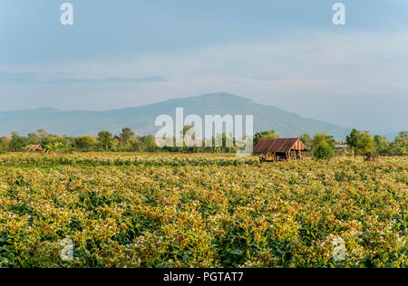 Tabakfeld am Khorat Plateau, Thailand Stockfoto