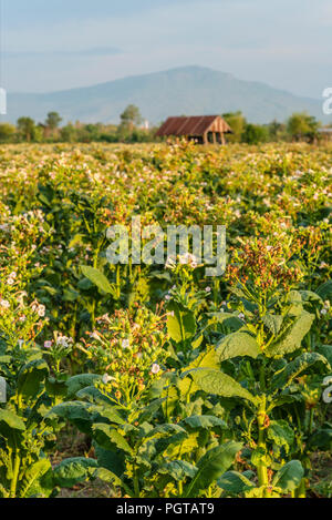 Tabakfeld am Khorat Plateau, Thailand Stockfoto