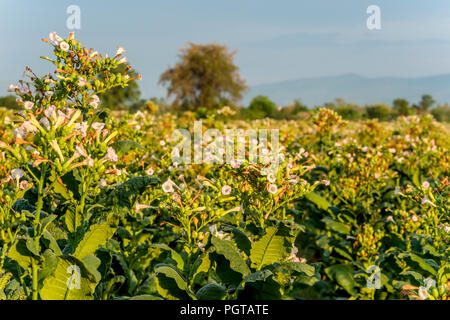 Tabakfeld am Khorat Plateau, Thailand Stockfoto