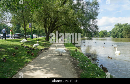 Schwäne und Kanada Gänse und Docks in den Avon River am Park in Stratford, Ontario, Kanada, Nordamerika Stockfoto