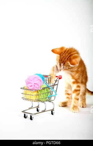 Ingwer Mackerel Tabby Kätzchen spielt mit Wolle Kugeln in einem Einkaufswagen Stockfoto