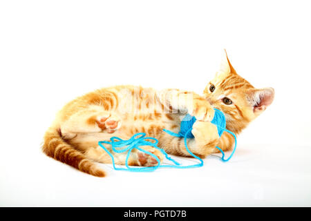 Ingwer Mackerel Tabby Kätzchen auf einem weißen Hintergrund spielen mit einem Ball der blaue Wolle isoliert Stockfoto