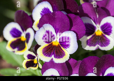 Viola viel Blumen des Schönen lila-Burgund Farbe, Frühling sonniger Tag, voller Blüte, dunkel lila Oberes Blütenblatt und gelbe Kern, im Hintergrund Stockfoto