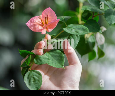Hand hält eine Frau eine Niederlassung mit einer Blume Heliconia, Sonnenlicht, Sommertag, grüne Blätter und eine orange-rosa Blume, weiße Frau Palm Stockfoto