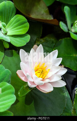 Weiß und Rosa mit einem gelben Lotus Core der Wasserpflanzen im Wasser umgeben, Sonnenlicht beleuchtet die Pflanze, eine schöne Blume im Sommer Stockfoto