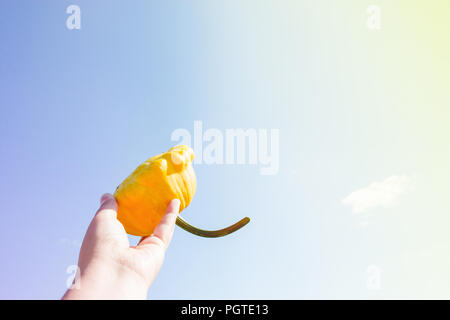 Reif Squash in der Hand auf und blauer Himmel. Stockfoto