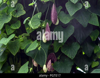 Aristolochia macrophylla, Strauchigen Liana in einem Garten, eine große Blüte und mehrere kleine, grüne Blätter Stockfoto