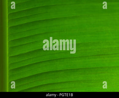 Teil eines grünen Banana Leaf mit einem sichtbaren Beschaffenheit der Anlage, eine helle, gesättigte Farbe Stockfoto