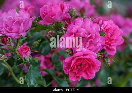 Grade heidetraum Bush von blühenden Rosen in die Anzahl der fünf Stücke mit mehreren Knospen, die im Garten wachsen, Sommertag, close-up Stockfoto