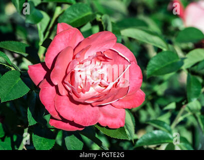 Rose heimatmelodie Eine große Matte rosa Blume in voller Blüte im Foto, wächst im Garten, hellgrünen Blätter und Blumen, Stockfoto