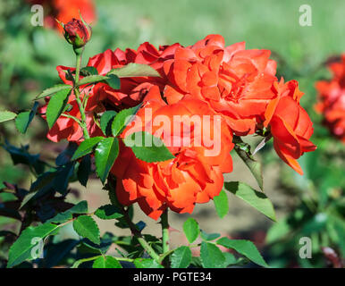 Rosi Mittermaier ein Bündel leuchtend orangen Blüten am Stengel und eine Knospe, die Pflanze wächst im Garten, Tageslicht, ein Sommertag, starke grüne Blätter, Stockfoto
