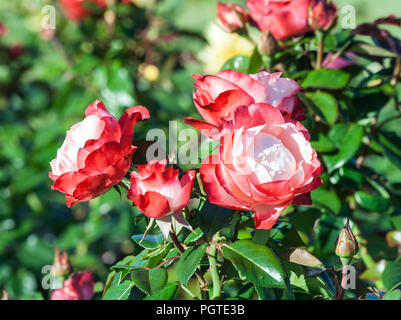 Rose Nostalgie ein Haufen zarte weiße und rote Blumen, einen roten Rahmen an den Spitzen der Blütenblätter, die Pflanze wächst im Garten, Tageslicht, Sommertag, Stockfoto